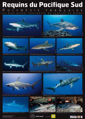 Identifications des requins ORP